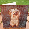 Yorkshire Terrier Rachael Hale Glittery Dog Card Monty